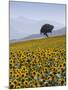 Sunflowers, Near Ronda, Andalucia, Spain, Europe-Mark Banks-Mounted Photographic Print