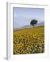 Sunflowers, Near Ronda, Andalucia, Spain, Europe-Mark Banks-Framed Photographic Print