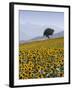 Sunflowers, Near Ronda, Andalucia, Spain, Europe-Mark Banks-Framed Photographic Print