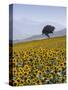 Sunflowers, Near Ronda, Andalucia, Spain, Europe-Mark Banks-Stretched Canvas