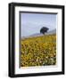 Sunflowers, Near Ronda, Andalucia, Spain, Europe-Mark Banks-Framed Photographic Print