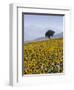 Sunflowers, Near Ronda, Andalucia, Spain, Europe-Mark Banks-Framed Photographic Print