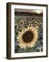 Sunflowers, Norfolk, England, Uk-Alan Copson-Framed Photographic Print