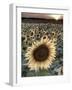 Sunflowers, Norfolk, England, Uk-Alan Copson-Framed Photographic Print