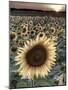 Sunflowers, Norfolk, England, Uk-Alan Copson-Mounted Photographic Print