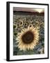 Sunflowers, Norfolk, England, Uk-Alan Copson-Framed Photographic Print