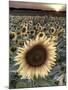 Sunflowers, Norfolk, England, Uk-Alan Copson-Mounted Photographic Print