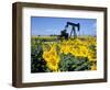 Sunflowers, Oil Derrick, Colorado, USA-Terry Eggers-Framed Photographic Print