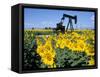 Sunflowers, Oil Derrick, Colorado, USA-Terry Eggers-Framed Stretched Canvas