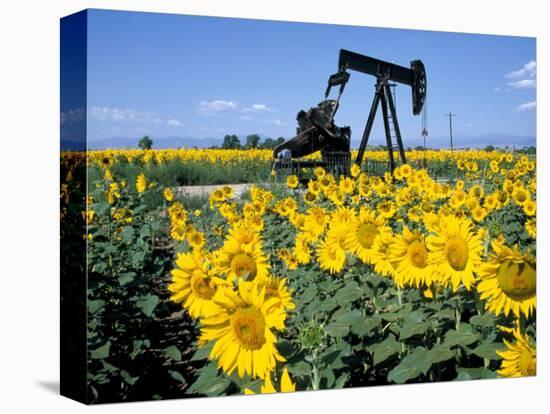 Sunflowers, Oil Derrick, Colorado, USA-Terry Eggers-Stretched Canvas