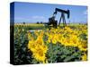 Sunflowers, Oil Derrick, Colorado, USA-Terry Eggers-Stretched Canvas