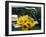 Sunflowers on a Garden Chair-Roland Krieg-Framed Photographic Print