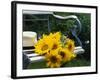 Sunflowers on a Garden Chair-Roland Krieg-Framed Photographic Print
