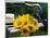 Sunflowers on a Garden Chair-Roland Krieg-Mounted Photographic Print