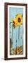 Sunflowers on Wood III-Sandra Iafrate-Framed Art Print