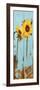 Sunflowers on Wood III-Sandra Iafrate-Framed Art Print