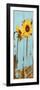 Sunflowers on Wood III-Sandra Iafrate-Framed Art Print