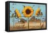 Sunflowers on Wood IV-Sandra Iafrate-Framed Stretched Canvas