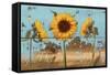 Sunflowers on Wood IV-Sandra Iafrate-Framed Stretched Canvas