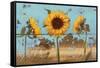 Sunflowers on Wood IV-Sandra Iafrate-Framed Stretched Canvas