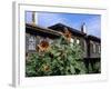 Sunflowers Outside Typical Wooden Houses, Nesebur (Nessebar), Black Sea Coast, Bulgaria, Europe-Stuart Black-Framed Photographic Print