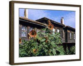 Sunflowers Outside Typical Wooden Houses, Nesebur (Nessebar), Black Sea Coast, Bulgaria, Europe-Stuart Black-Framed Photographic Print