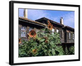 Sunflowers Outside Typical Wooden Houses, Nesebur (Nessebar), Black Sea Coast, Bulgaria, Europe-Stuart Black-Framed Photographic Print