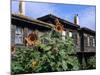 Sunflowers Outside Typical Wooden Houses, Nesebur (Nessebar), Black Sea Coast, Bulgaria, Europe-Stuart Black-Mounted Photographic Print