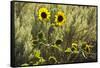 Sunflowers, Painted Hills, Mitchell, Oregon, USA-Michel Hersen-Framed Stretched Canvas