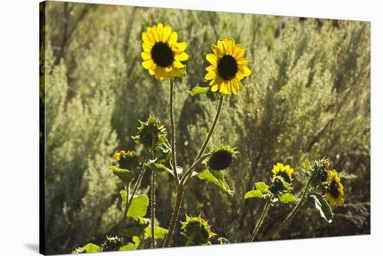 Sunflowers, Painted Hills, Mitchell, Oregon, USA-Michel Hersen-Stretched Canvas