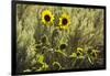 Sunflowers, Painted Hills, Mitchell, Oregon, USA-Michel Hersen-Framed Photographic Print