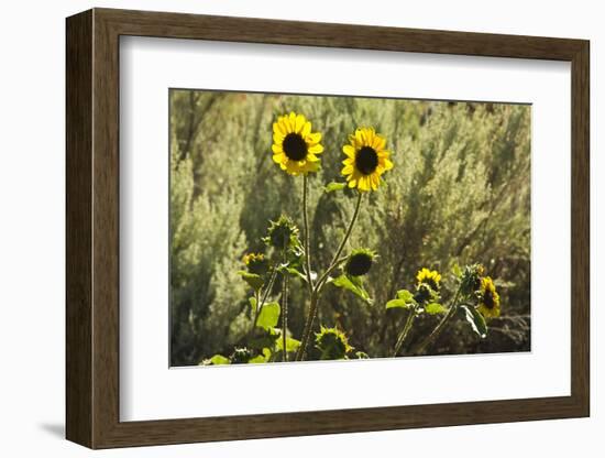 Sunflowers, Painted Hills, Mitchell, Oregon, USA-Michel Hersen-Framed Photographic Print