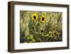 Sunflowers, Painted Hills, Mitchell, Oregon, USA-Michel Hersen-Framed Photographic Print