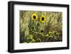 Sunflowers, Painted Hills, Mitchell, Oregon, USA-Michel Hersen-Framed Photographic Print