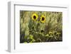 Sunflowers, Painted Hills, Mitchell, Oregon, USA-Michel Hersen-Framed Photographic Print