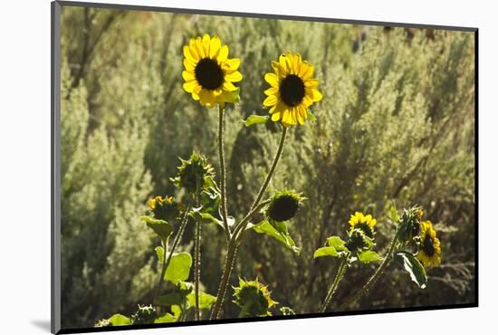 Sunflowers, Painted Hills, Mitchell, Oregon, USA-Michel Hersen-Mounted Photographic Print