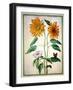 Sunflowers, Plate 18 from the Nassau Florilegium (W/C on Paper)-Johann Jakob Walther-Framed Giclee Print