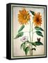 Sunflowers, Plate 18 from the Nassau Florilegium (W/C on Paper)-Johann Jakob Walther-Framed Stretched Canvas