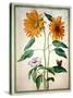 Sunflowers, Plate 18 from the Nassau Florilegium (W/C on Paper)-Johann Jakob Walther-Stretched Canvas