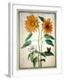 Sunflowers, Plate 18 from the Nassau Florilegium (W/C on Paper)-Johann Jakob Walther-Framed Giclee Print