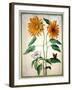 Sunflowers, Plate 18 from the Nassau Florilegium (W/C on Paper)-Johann Jakob Walther-Framed Giclee Print