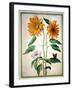 Sunflowers, Plate 18 from the Nassau Florilegium (W/C on Paper)-Johann Jakob Walther-Framed Giclee Print