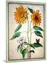 Sunflowers, Plate 18 from the Nassau Florilegium (W/C on Paper)-Johann Jakob Walther-Mounted Giclee Print