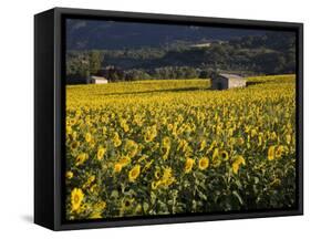 Sunflowers, Provence, France, Europe-Angelo Cavalli-Framed Stretched Canvas