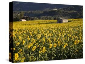 Sunflowers, Provence, France, Europe-Angelo Cavalli-Stretched Canvas