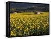Sunflowers, Provence, France, Europe-Angelo Cavalli-Framed Stretched Canvas
