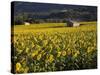 Sunflowers, Provence, France, Europe-Angelo Cavalli-Stretched Canvas