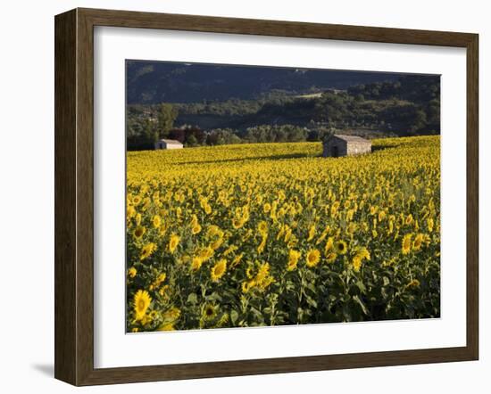 Sunflowers, Provence, France, Europe-Angelo Cavalli-Framed Photographic Print