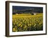 Sunflowers, Provence, France, Europe-Angelo Cavalli-Framed Photographic Print