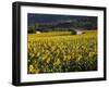 Sunflowers, Provence, France, Europe-Angelo Cavalli-Framed Photographic Print